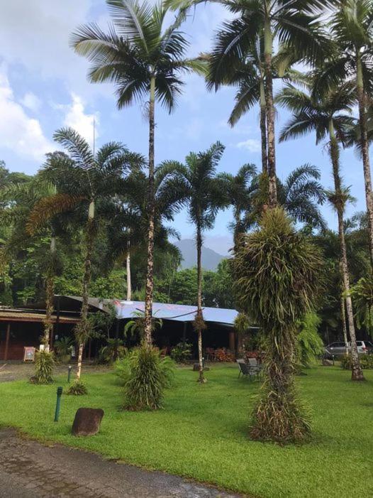 Daintree Siesta Diwan