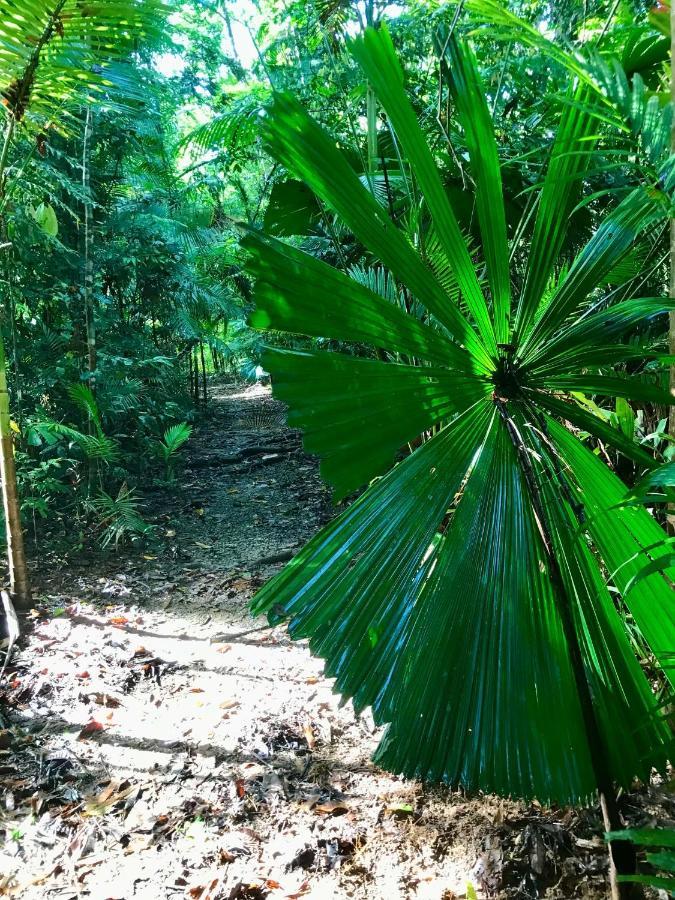 Daintree Siesta Lodge