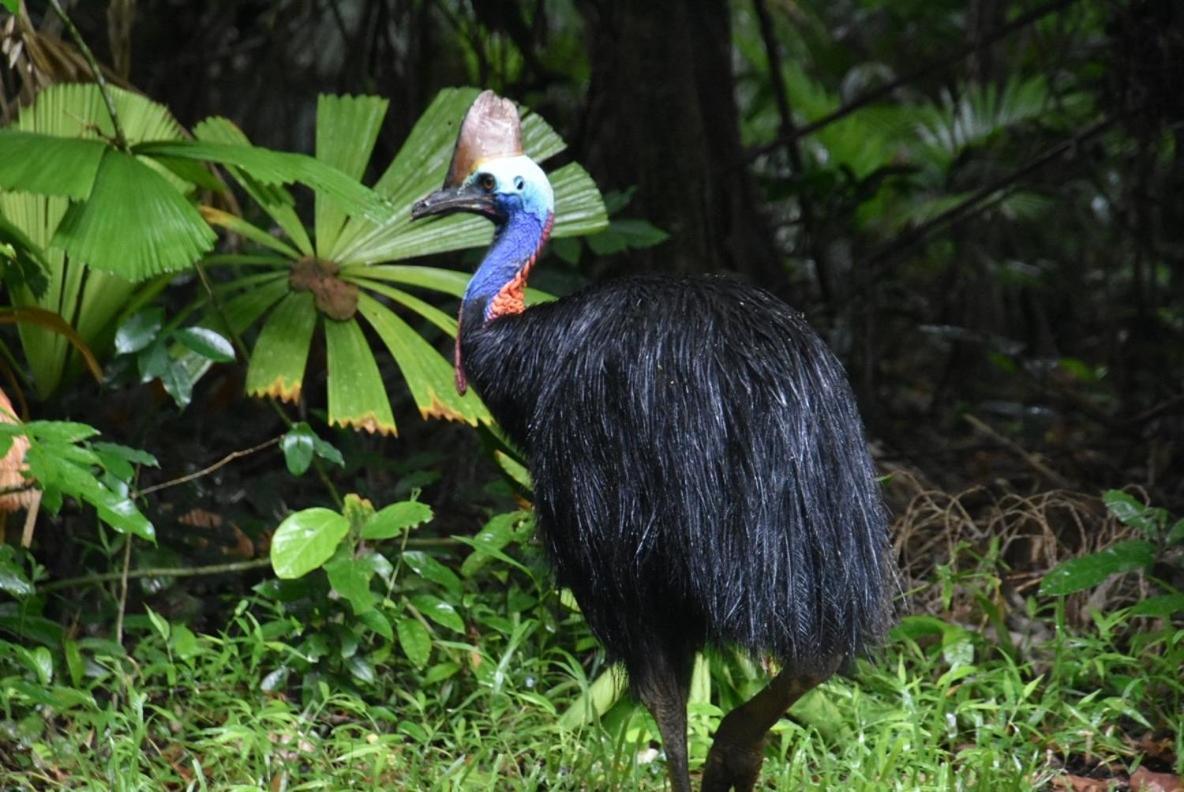 Daintree Siesta *