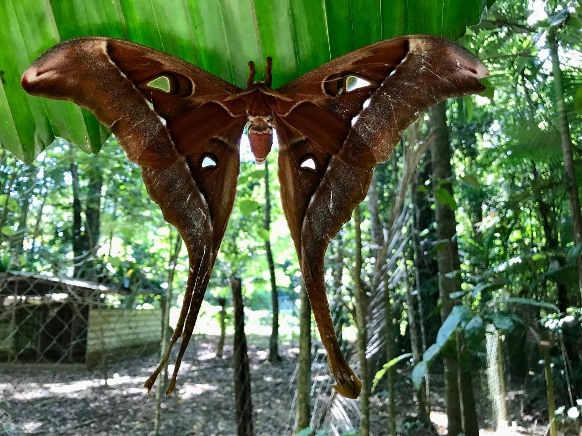Daintree Siesta Diwan