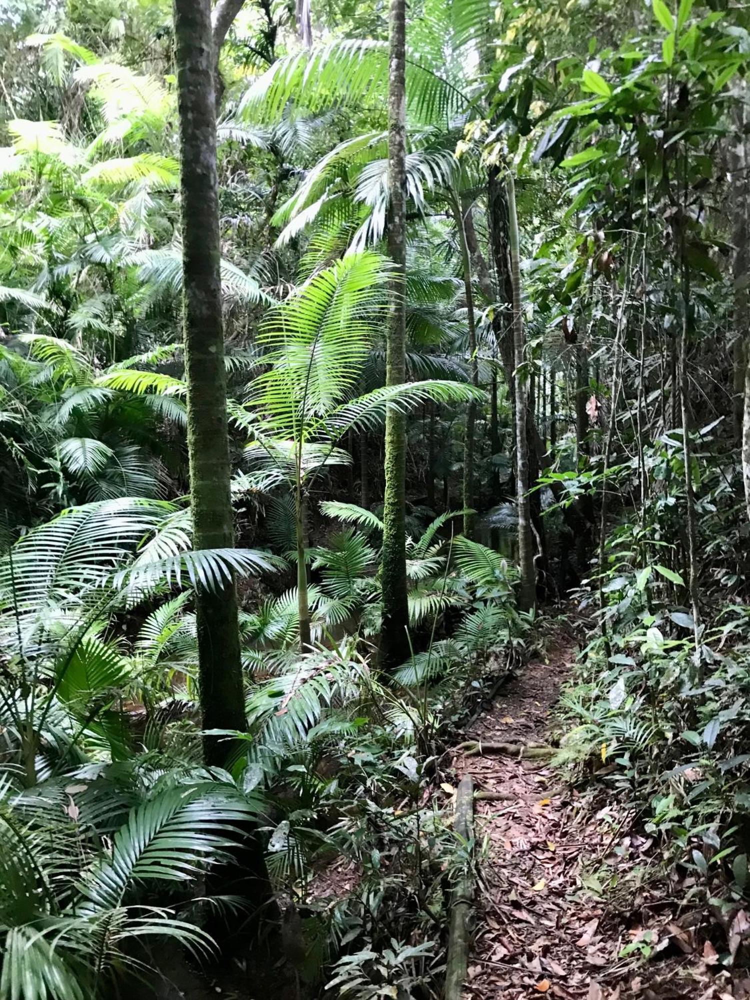 Daintree Siesta Lodge *