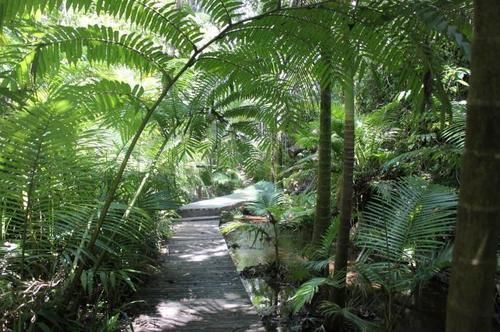 Lodge Daintree Siesta *